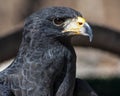 Great black hawk portrait Buteogallus anthracinus