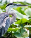 Portrait of great blue heron Royalty Free Stock Photo