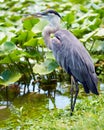 Portrait of great blue heron Royalty Free Stock Photo