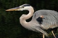 Portrait of Great blue heron Royalty Free Stock Photo
