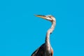 Closeup Great Blue Heron bird with the sky as the background Royalty Free Stock Photo