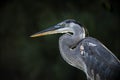 Portrait of a Great Blue Heron on Black Royalty Free Stock Photo