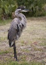 Portrait of a Great blue heron