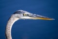 Portrait of Great Blue heron Florida Royalty Free Stock Photo