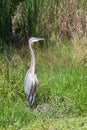 Portrait of Great Blue Heron Royalty Free Stock Photo