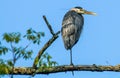 Portrait of a great blue heron standing on a tree branch with one leg tucked up inside