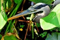 Portrait of great blue heron in water