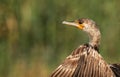 Portrait of Great Cormorant Royalty Free Stock Photo