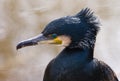 Portrait of Great cormorant Royalty Free Stock Photo