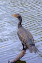 Portrait Of A Great Cormorant Royalty Free Stock Photo