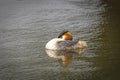Portrait of Great crested grebe Royalty Free Stock Photo