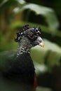 Portrait of Great Curassow, Crax rubra, Costa Rica Royalty Free Stock Photo