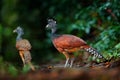 Portrait of Great Curassow, Crax rubra, Costa Rica. Two wild bird in the nature habitat. Curassow in the dark forest. Wildlife sce Royalty Free Stock Photo