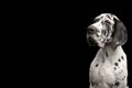 Portrait of Great Dane Dog on Black Background Royalty Free Stock Photo