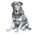 Portrait of great Dane dog with collar, Hand drawn illustration