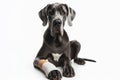 Portrait of a great dane dog with a white bandage on his leg isolated on solid white background. ai generative