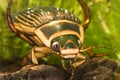Portrait of great diving beetle