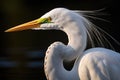 Portrait of a great egret (Ardea alba