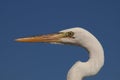 Great Egret portrait, Everglades National Park. Royalty Free Stock Photo