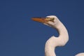 Great Egret portrait, Everglades National Park. Royalty Free Stock Photo