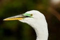 Portrait of Great egret in breeding colors Royalty Free Stock Photo