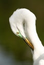 Portrait of Great egret in breeding colors grooming Royalty Free Stock Photo