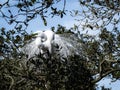 Portrait of a Great Egret in Breeding Plumage Royalty Free Stock Photo