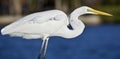 Portrait of a great egret