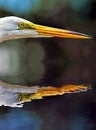 Portrait of Great Egret head, reflected over water