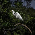 Portrait of a Great Egret Posing on a Branch Royalty Free Stock Photo