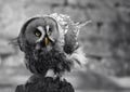 Portrait of a Great Gey Owl