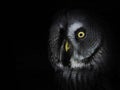 Portrait great gey owl looking direct into the camera isolated on black Royalty Free Stock Photo