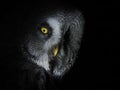 Portrait great gey owl looking direct into the camera isolated on black Royalty Free Stock Photo