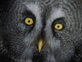 Portrait great gey owl looking direct into the camera isolated on black Royalty Free Stock Photo