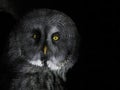 Portrait great gey owl looking direct into the camera isolated on black Royalty Free Stock Photo