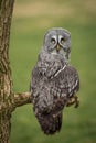 Portrait of a great grey owl Royalty Free Stock Photo