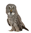 Portrait of Great Grey Owl Royalty Free Stock Photo