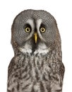 Portrait of Great Grey Owl or Lapland Owl Royalty Free Stock Photo