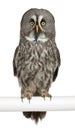 Portrait of Great Grey Owl or Lapland Owl Royalty Free Stock Photo