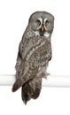 Portrait of Great Grey Owl or Lapland Owl Royalty Free Stock Photo