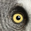 Portrait of Great Grey Owl or Lapland Owl, Strix nebulosa, a very large owl