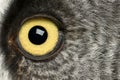 Portrait of Great Grey Owl or Lapland Owl, Strix nebulosa, a very large owl