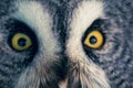 Portrait of Great Grey Owl or Lapland Owl Royalty Free Stock Photo