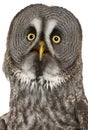 Portrait of Great Grey Owl or Lapland Owl, Strix nebulosa, a very large owl Royalty Free Stock Photo