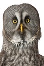 Portrait of Great Grey Owl or Lapland Owl, Strix nebulosa, a very large owl Royalty Free Stock Photo