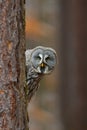 Portrait of Great grey owl, Strix nebulosa, hidden of tree trunk in the winter forest, with yellow eyes Royalty Free Stock Photo