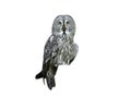 portrait great grey owl (Strix nebulosa) isolated on white background Royalty Free Stock Photo