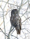 A Portrait of Great grey owl, Strix nebulosa perched in a tree hunting in Canada Royalty Free Stock Photo