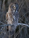 A Portrait of Great grey owl, Strix nebulosa perched in a tree hunting in Canada Royalty Free Stock Photo