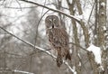 A Portrait of Great grey owl, Strix nebulosa perched in a tree hunting in Canada Royalty Free Stock Photo